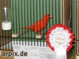 Vogel im Käfig
