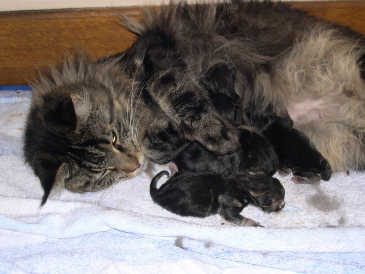 La Mere Et Ses Chatons Le Sevrage Des Chatons Comportementaliste Chat