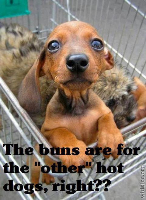 Images About The Funnies On Pinterest Funny Quotes Lol Funny