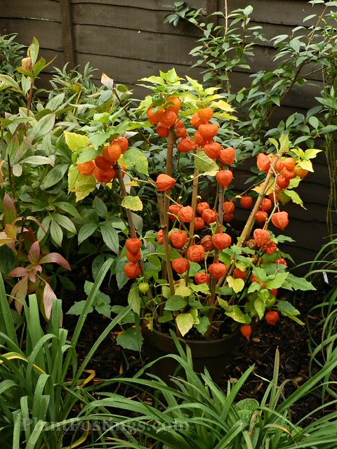 physalis