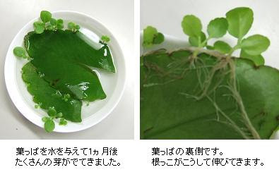 葉っぱから葉っぱが出る葉っぱ なんでも見聞録 楽天ブログ