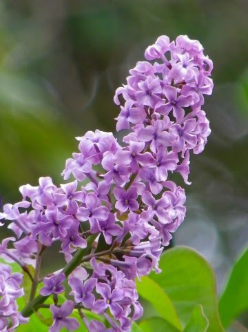 ライラックの花言葉 4月12日の誕生花 初心者向け 園芸作業のまとめ 花のある暮らしで 心に ゆとり