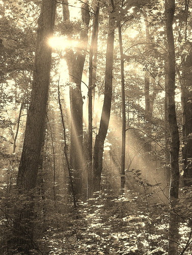 sunlight
