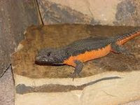 CORDYLUS_MOSSAMBICUS
