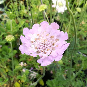 松本でも越冬できる宿根草の花が咲いています 6 15 長野県松本市の 種苗店 ナカツタヤ ガーデニング専門店 ナカツタヤ ガーデンストリート