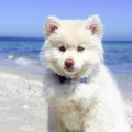 長い歴史のあるビルジャックを辛口評価 口コミ 評判も 教えて ドッグフード 安全で評判が高いおすすめランキング