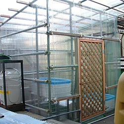 らんちゅうの部屋 飼育環境