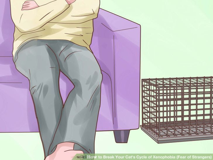 Break Your Cat's Cycle of Xenophobia (Fear of Strangers) Step 7.jpg