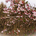 Cherry blossoms against the reed fence.jpg