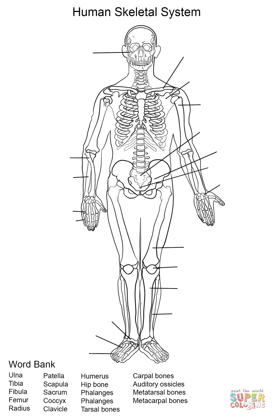 Download Circulatory System For Kids Coloring Pages - Coloring Home