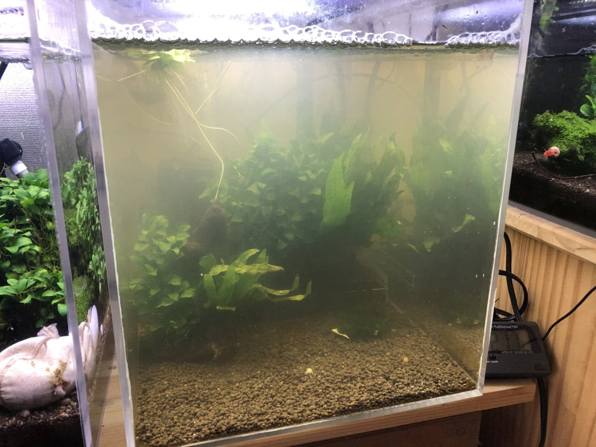 ソイルの薄敷きでの立ち上げ 検討試験 漆えび論文