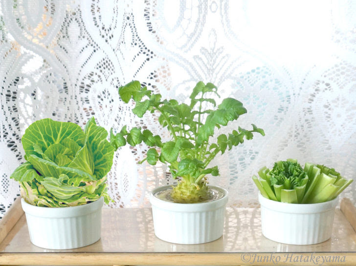 プランターで育てる野菜作りは初心者でも簡単 プランター菜園まとめ Sombraverde