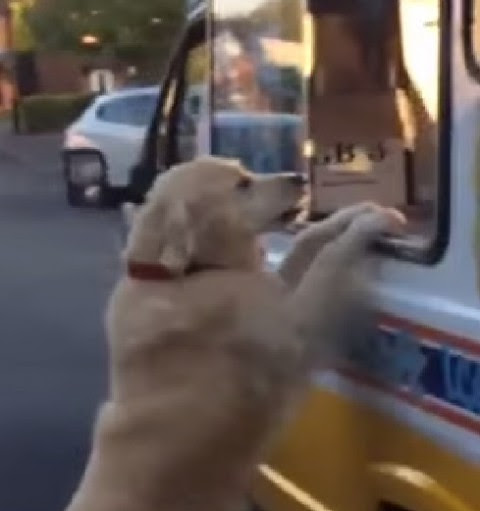 アイスクリーム移動販売車にお使いをするゴールデンレトリバーが賢すぎる 動画 Viva Wマガジン