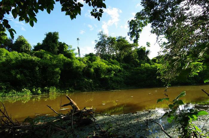 amazon forest