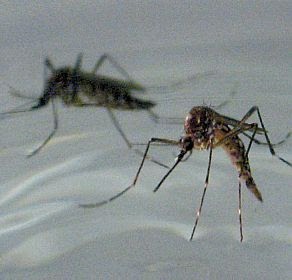 Com medo do Aedes, 85% dos brasileiros afirmam ter mudado hábitos