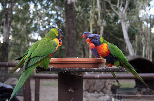 Rockhampton Zoo park and zoo in Brisbane and South Coast QLD ...