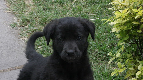 animal puppy