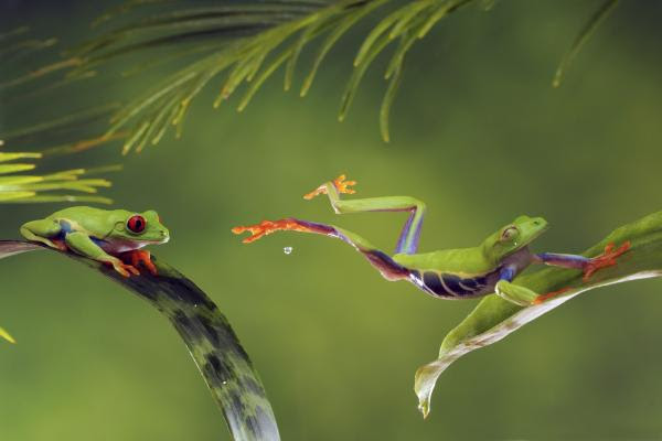 Red Eyed Tree Frog Photograph - Red Eyed Tree Frog Fine Art Print