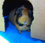 Cardboard box hidey