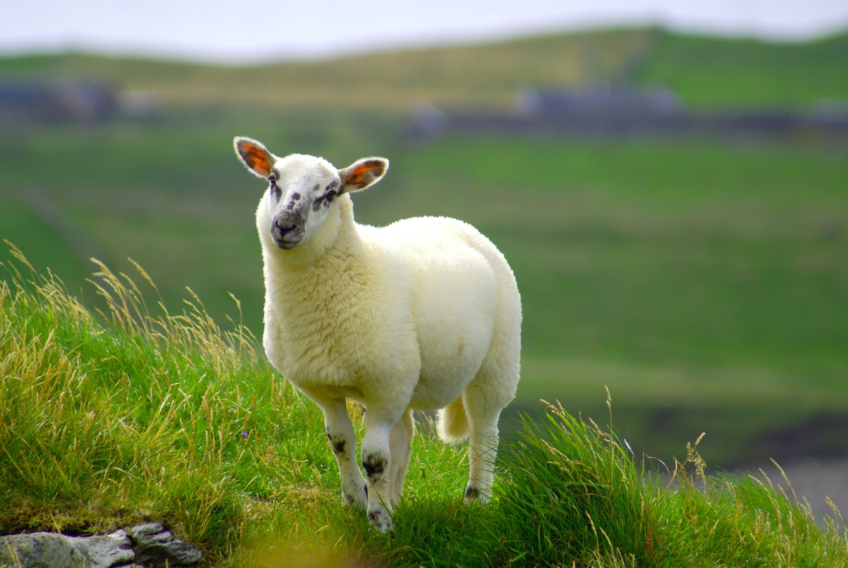 Image Result For Sheeps Wallpapers