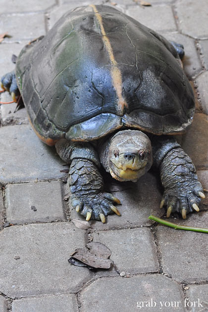 Tortoise at Sam Poh Tong Chinese Buddhist Temple