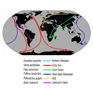 2000px-Migrationroutes.svg
