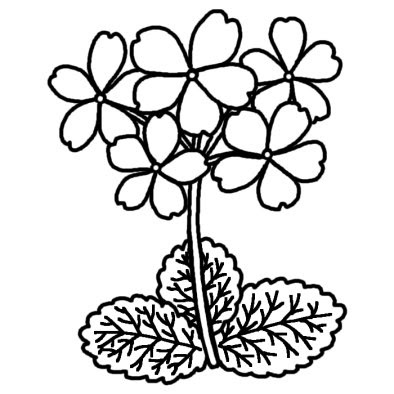 サクラソウ 桜草 春の花 無料 白黒イラスト素材