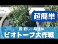 [最も人気のある！] 睡蓮鉢 メダカ 何匹 975492-睡蓮鉢 メダカ 何匹
