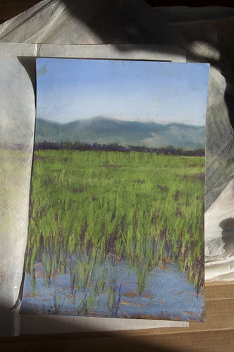 Rice Fields