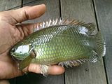 5 tips dan cara memancing ikan betok/betik/pepuyu
