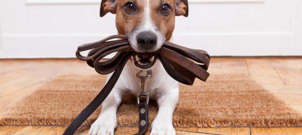 言葉を持たない犬の気持ちを理解するには 鳴き声 と しぐさ 犬服通販ランキング