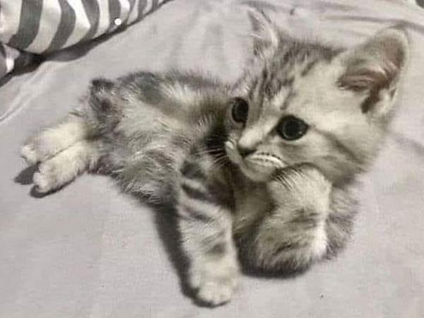 飼い主がデレデレで疲れたにゃあ。 - ネコへのボケ[89513093] - ボケて 