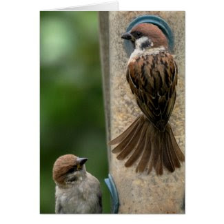 Note Card: Tree Sparrows on Feeder