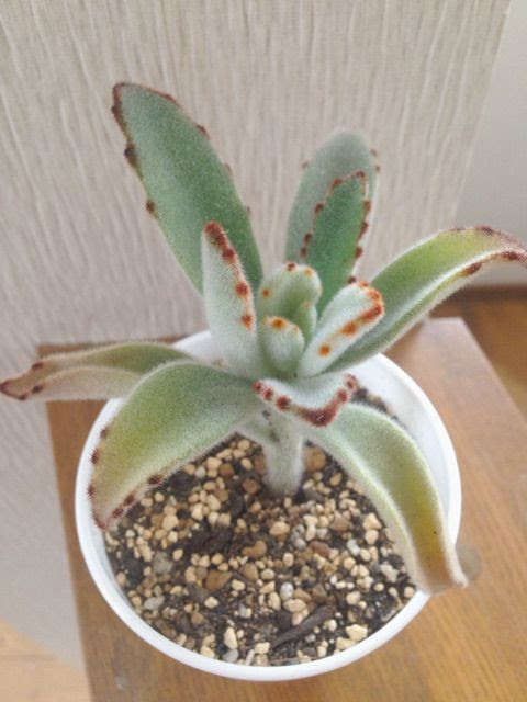 北国の防寒対策その１ Succulent
