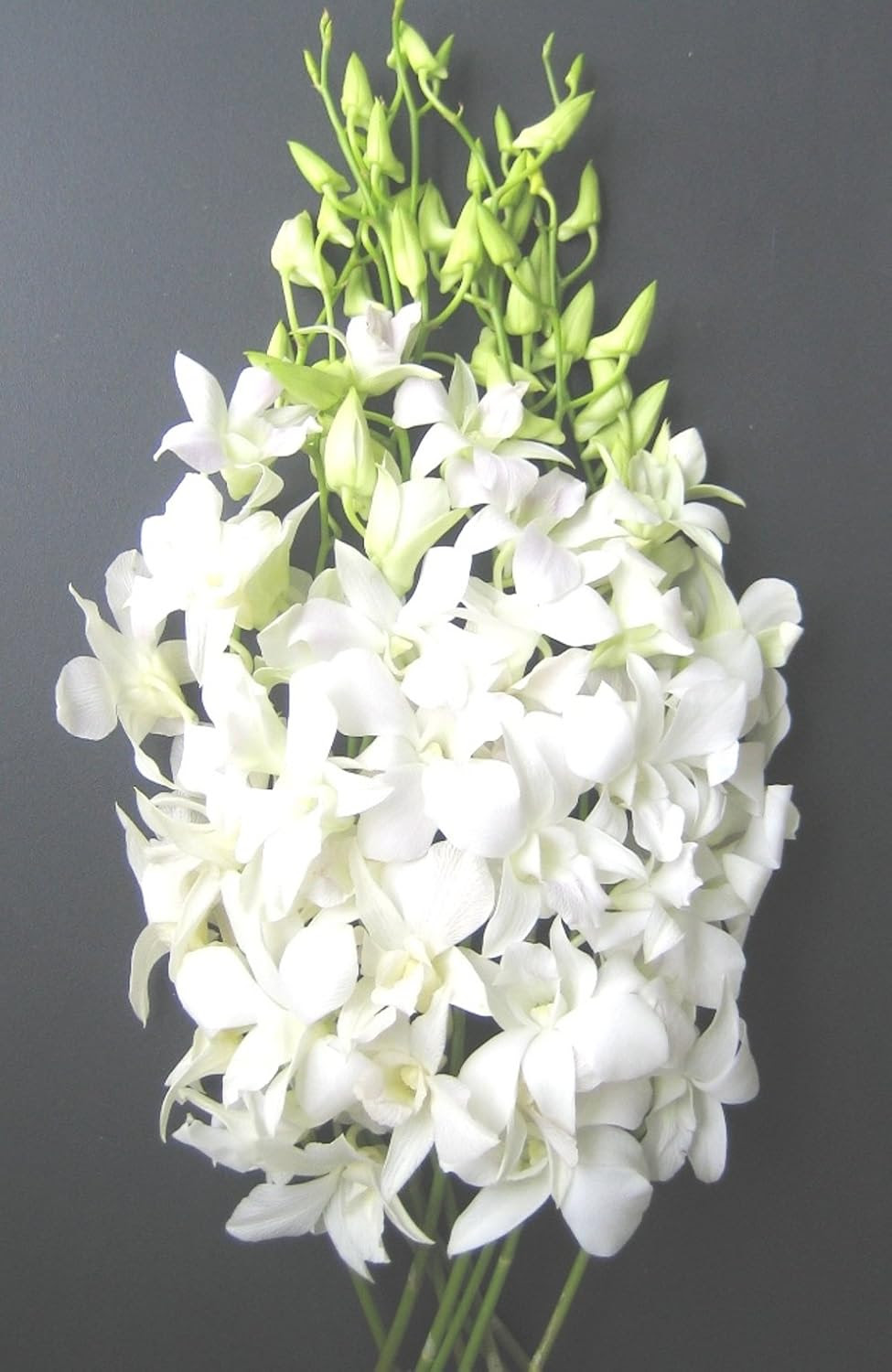 White Dendrobium Orchid