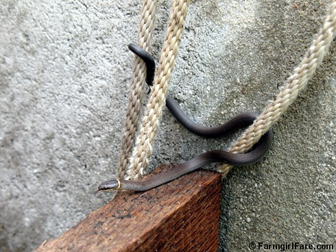Little Snake in the Greenhouse