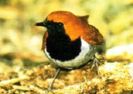 貴重な動物たち やんばるのダム 内閣府沖縄総合事務局 北部ダム管理事務所