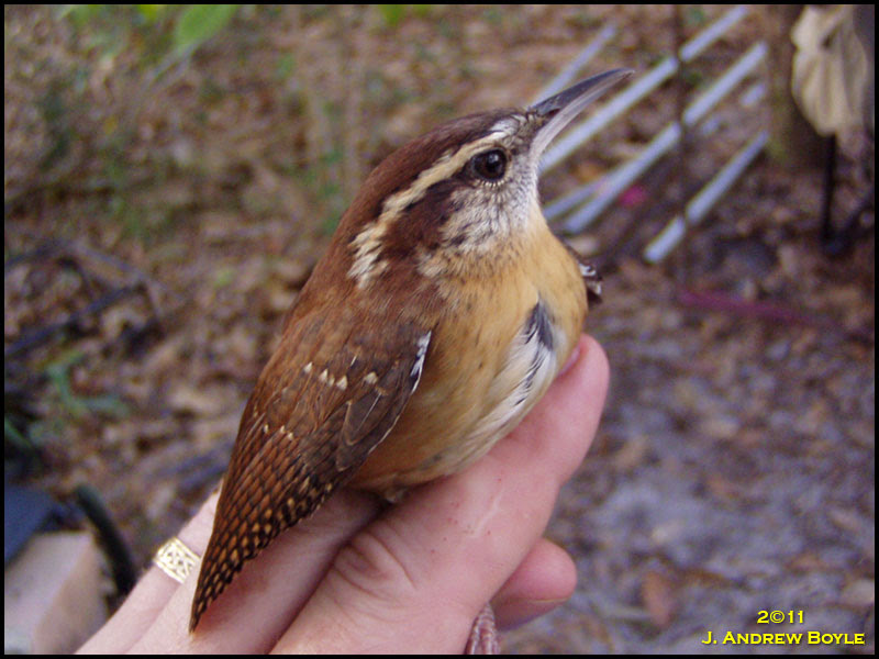 Carolina Wren