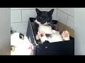 NO WAY you can WATCH & NOT LAUGH! - Super FUNNY CATS