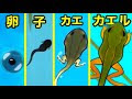 無料ダウンロード カエル ���長過程 イラスト 462130-か���る 成長過程 イラスト