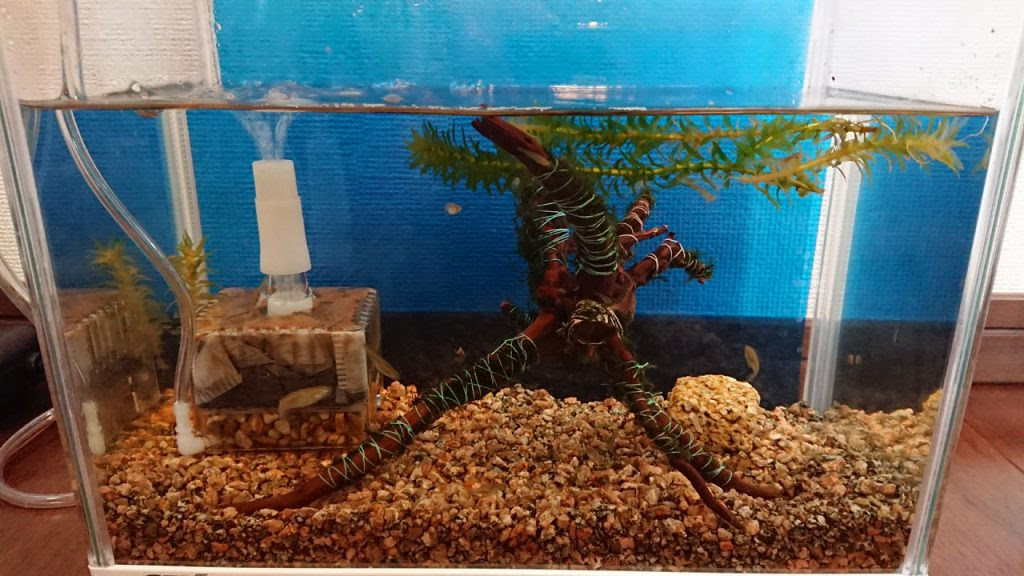 初めての流木アク抜き方法 めざblog
