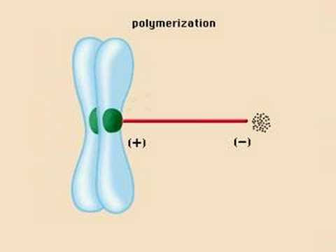 Mitosis Vs Meiosis. Mitosis Meiosis