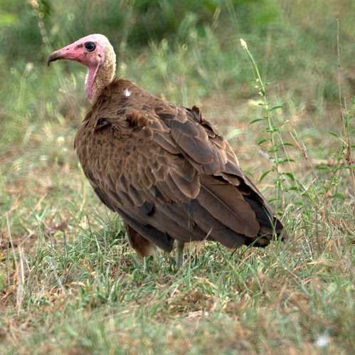 Hooded Vulture