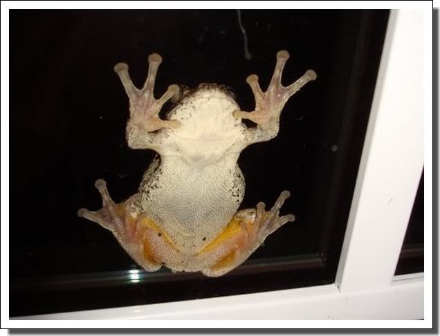 Jennifer's new pet