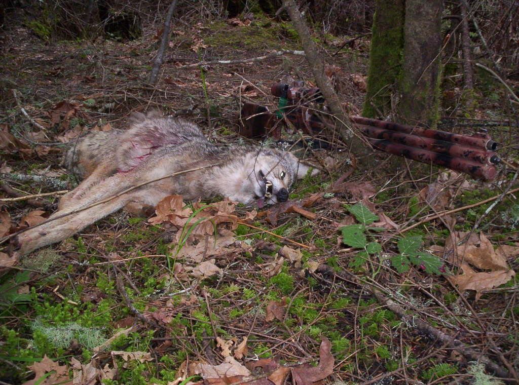 Airgun Hunting with Cast