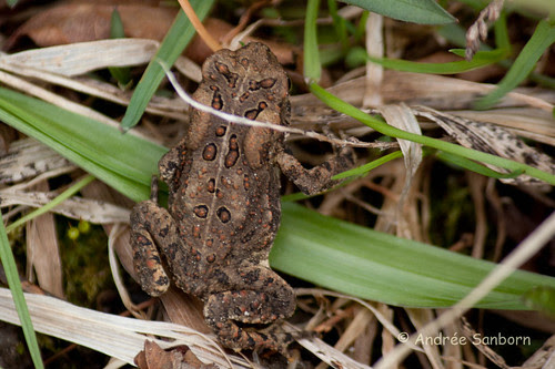 American toad (Anaxyrus americanus)-1.jpg