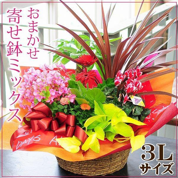 誕生日の花 宅配 おまかせ寄せ鉢ミックス3l 花ギフト 誕生日 鉢植え 鉢花 おしゃれ 花 ガーデニング 花郵送 誕生日 寄せ植えギフト お祝い 翌日配達 1113 花束ギフト花工房 誕生日翌日配達 コンビニ受取対応商品