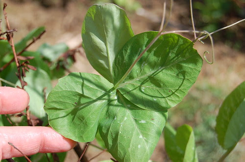 Pea leaf aberrations