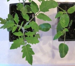 seedling comparison 3