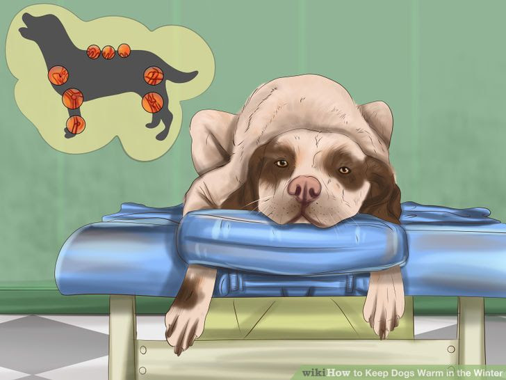 Keep Dogs Warm in the Winter Step 9 Version 4.jpg